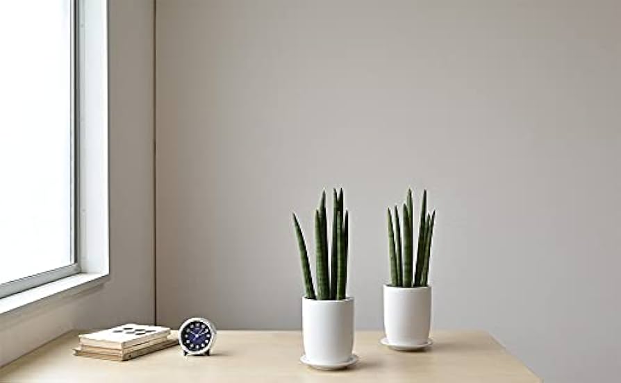 Amazon｜観葉植物 本物 サンセベリア・スタッキー マット